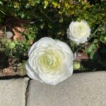 Adrianne Palicki Instagram - For #EarthDay, Disney is challenging everyone to picture what’s possible to help the Earth by sharing images of what gives you hope for our planet's future. For me it's enjoying nature as a walk around my neighborhood, the beautiful sunsets I get to appreciate, and the breathtaking flowers I encounter along the way.🌸✨🌄 Share yours using the hashtag #DisneyPlanetPossible.