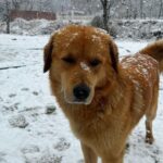 Akshaya hariharan Instagram – Swipe right for a kyootie🐕