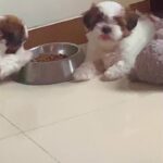 Akshita Mudgal Instagram – Happy 2nd month my bachas ♥️🧿🐾