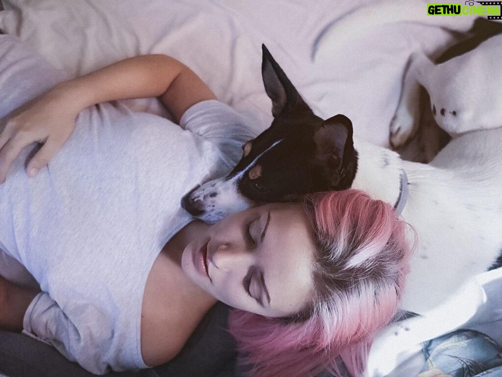 Alba Reig Instagram - Es un zalamero y ya está 💜 #manué #amorperruno #dogsofinstagram