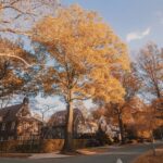 Alejandro Hernández Instagram - Ir a Queens es un viaje para mí, pero cada otoño vale la pena ir a uno de mis vecindarios favoritos. Cero ruido, cero estrés, sólo una ardilla pasando por tu camino de vez en cuando. Forest Hills