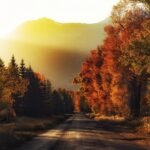 Alejandro Hernández Instagram - My favorite season . . #canon #trees #fall #moody #mountains #nature #moodygrams #visuals #cinematography #justgoshoot #wyoming #jacksonhole #grandtetonnationalpark #davinciresolve #cinematic Jackson, Wyoming
