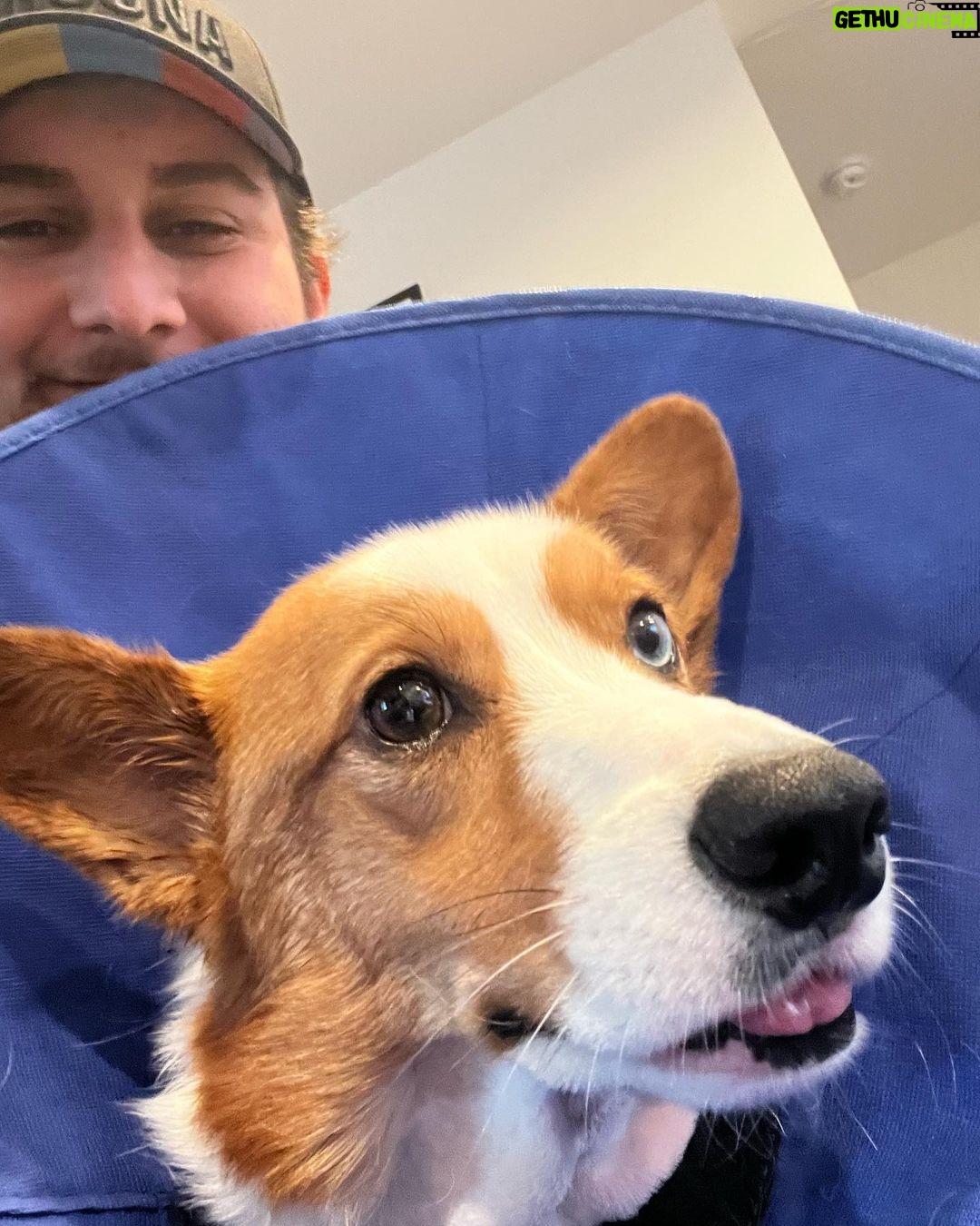 Alejandro Saab - 2.8K Likes - Update on Ryuji: Been stressed about this boy all week, but his surgery went well and I’m really thankful for that ❤️