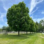 Alex Meneses Instagram – #sundayfunday
#nature #naturephotography #naturelover #farm #horse #stable #horselife #midwest #trees #treesofinstagram #momlife