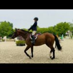 Alex Meneses Instagram - Stella and Teddy Roc of Love #horse #girl #blueribbon #champion