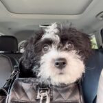 Alex Meneses Instagram – Introducing CoCo!  We have a new puppy.  She’s a rescue and she’s adorable.  Thank you @wagmorpets 
We love our little CoCo.  She’s getting along fine with our German Shepherd @lolavomfrankengold as well. 👍🏼

#adoptdontshop #terrier #maltese #cavapoo #dontknow #ragamuffin #rescuedog

@wagmorpets @lolavomfrankengold @letsbuildone