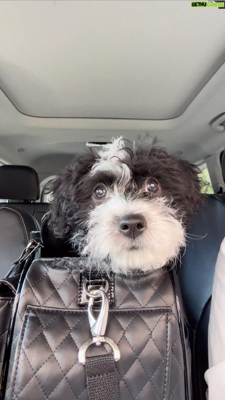 Alex Meneses Instagram - Introducing CoCo! We have a new puppy. She’s a rescue and she’s adorable. Thank you @wagmorpets We love our little CoCo. She’s getting along fine with our German Shepherd @lolavomfrankengold as well. 👍🏼 #adoptdontshop #terrier #maltese #cavapoo #dontknow #ragamuffin #rescuedog @wagmorpets @lolavomfrankengold @letsbuildone