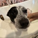 Alexandra Daddario Instagram - Between the thunder and Mardi Gras, Eunice is not happy