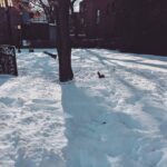 Alexelcapo Instagram – Estamos a -17 putos grados y me quiero morir. Montreal, Quebec