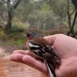 Alican YÃ¼cesoy Instagram -