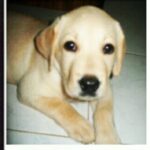 Alice Kaushik Instagram - Rest in peace sweet angel . Wherever you are, I will always be with you in a way that transcends physical form. Thank you for coming into my life 12 years ago and teaching me how to truly love and be loved. You are and will forever be my goodest girl. My first child. My first love. knowing how you had been fighting your condition these past few months was hard, seeing you in your last days was harder but letting you go yesterday broke something inside. There is a hole in my heart and I don't know what to do with it. Nothing can come close to the feeling of your child being taken away from you. Nothing. You stopped breathing in my arms and it was so painful , I will never be the same and never be complete with my first child gone. A child I grew up with. Nothing and nobody will ever come close to what you were and are to me. Such an elevated soul. I have never in my life seen a doggo as thoughtful as wise and and kind as you. I don't think I will ever stop grieving the loss of you. I will patiently wait to be reunited with you. Rest my little girl. 💕 The one who taught me animal love in real sense. My fish, My cow, My chick forever. I love you always and forever. I love you the most. Heaven awaits you. 🌈 🐕 👧 One last time : You are my sunshine, my only sunshine You make me happy when skies are gray You'll never know dear How much I love you Please don't take My Sunshine away.