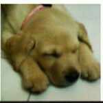 Alice Kaushik Instagram - Rest in peace sweet angel . Wherever you are, I will always be with you in a way that transcends physical form. Thank you for coming into my life 12 years ago and teaching me how to truly love and be loved. You are and will forever be my goodest girl. My first child. My first love. knowing how you had been fighting your condition these past few months was hard, seeing you in your last days was harder but letting you go yesterday broke something inside. There is a hole in my heart and I don't know what to do with it. Nothing can come close to the feeling of your child being taken away from you. Nothing. You stopped breathing in my arms and it was so painful , I will never be the same and never be complete with my first child gone. A child I grew up with. Nothing and nobody will ever come close to what you were and are to me. Such an elevated soul. I have never in my life seen a doggo as thoughtful as wise and and kind as you. I don't think I will ever stop grieving the loss of you. I will patiently wait to be reunited with you. Rest my little girl. 💕 The one who taught me animal love in real sense. My fish, My cow, My chick forever. I love you always and forever. I love you the most. Heaven awaits you. 🌈 🐕 👧 One last time : You are my sunshine, my only sunshine You make me happy when skies are gray You'll never know dear How much I love you Please don't take My Sunshine away.