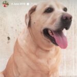 Alice Kaushik Instagram - Rest in peace sweet angel . Wherever you are, I will always be with you in a way that transcends physical form. Thank you for coming into my life 12 years ago and teaching me how to truly love and be loved. You are and will forever be my goodest girl. My first child. My first love. knowing how you had been fighting your condition these past few months was hard, seeing you in your last days was harder but letting you go yesterday broke something inside. There is a hole in my heart and I don't know what to do with it. Nothing can come close to the feeling of your child being taken away from you. Nothing. You stopped breathing in my arms and it was so painful , I will never be the same and never be complete with my first child gone. A child I grew up with. Nothing and nobody will ever come close to what you were and are to me. Such an elevated soul. I have never in my life seen a doggo as thoughtful as wise and and kind as you. I don't think I will ever stop grieving the loss of you. I will patiently wait to be reunited with you. Rest my little girl. 💕 The one who taught me animal love in real sense. My fish, My cow, My chick forever. I love you always and forever. I love you the most. Heaven awaits you. 🌈 🐕 👧 One last time : You are my sunshine, my only sunshine You make me happy when skies are gray You'll never know dear How much I love you Please don't take My Sunshine away.