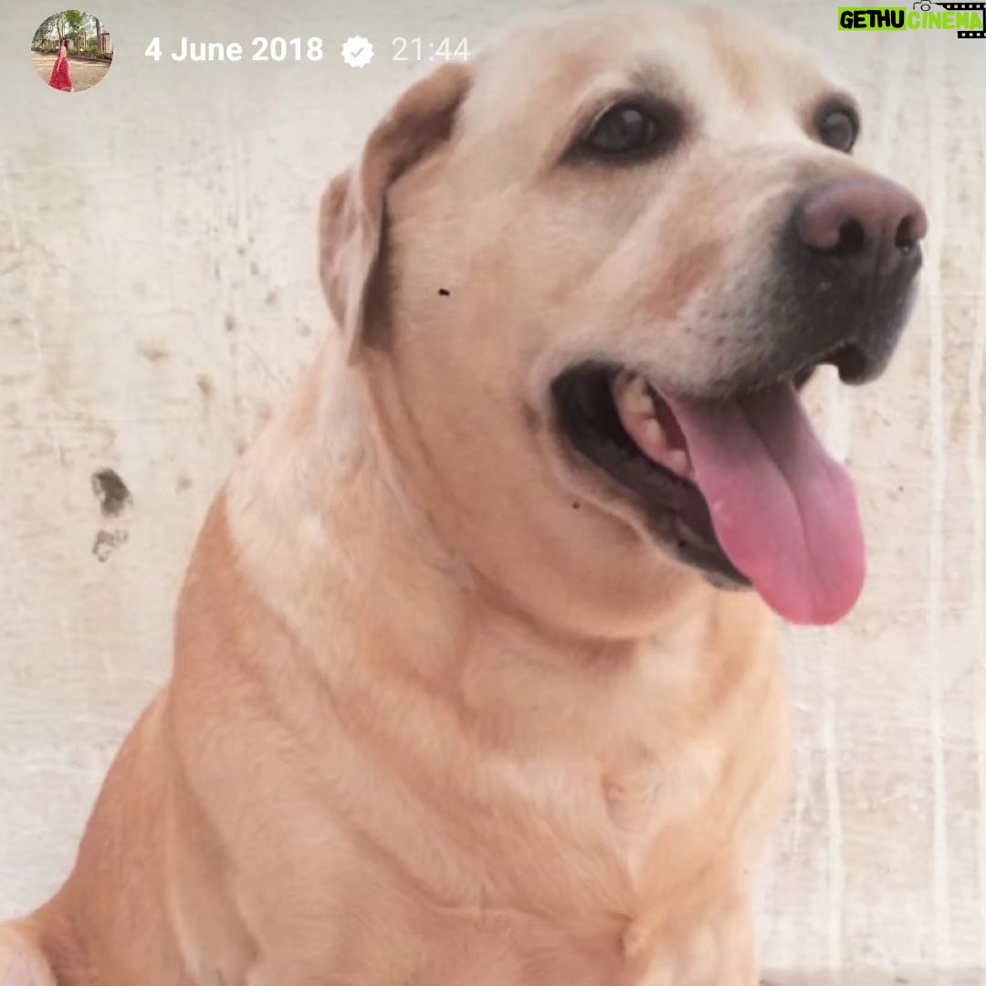 Alice Kaushik Instagram - Rest in peace sweet angel . Wherever you are, I will always be with you in a way that transcends physical form. Thank you for coming into my life 12 years ago and teaching me how to truly love and be loved. You are and will forever be my goodest girl. My first child. My first love. knowing how you had been fighting your condition these past few months was hard, seeing you in your last days was harder but letting you go yesterday broke something inside. There is a hole in my heart and I don't know what to do with it. Nothing can come close to the feeling of your child being taken away from you. Nothing. You stopped breathing in my arms and it was so painful , I will never be the same and never be complete with my first child gone. A child I grew up with. Nothing and nobody will ever come close to what you were and are to me. Such an elevated soul. I have never in my life seen a doggo as thoughtful as wise and and kind as you. I don't think I will ever stop grieving the loss of you. I will patiently wait to be reunited with you. Rest my little girl. 💕 The one who taught me animal love in real sense. My fish, My cow, My chick forever. I love you always and forever. I love you the most. Heaven awaits you. 🌈 🐕 👧 One last time : You are my sunshine, my only sunshine You make me happy when skies are gray You'll never know dear How much I love you Please don't take My Sunshine away.