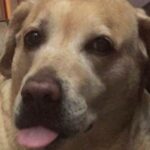 Alice Kaushik Instagram - Rest in peace sweet angel . Wherever you are, I will always be with you in a way that transcends physical form. Thank you for coming into my life 12 years ago and teaching me how to truly love and be loved. You are and will forever be my goodest girl. My first child. My first love. knowing how you had been fighting your condition these past few months was hard, seeing you in your last days was harder but letting you go yesterday broke something inside. There is a hole in my heart and I don't know what to do with it. Nothing can come close to the feeling of your child being taken away from you. Nothing. You stopped breathing in my arms and it was so painful , I will never be the same and never be complete with my first child gone. A child I grew up with. Nothing and nobody will ever come close to what you were and are to me. Such an elevated soul. I have never in my life seen a doggo as thoughtful as wise and and kind as you. I don't think I will ever stop grieving the loss of you. I will patiently wait to be reunited with you. Rest my little girl. 💕 The one who taught me animal love in real sense. My fish, My cow, My chick forever. I love you always and forever. I love you the most. Heaven awaits you. 🌈 🐕 👧 One last time : You are my sunshine, my only sunshine You make me happy when skies are gray You'll never know dear How much I love you Please don't take My Sunshine away.