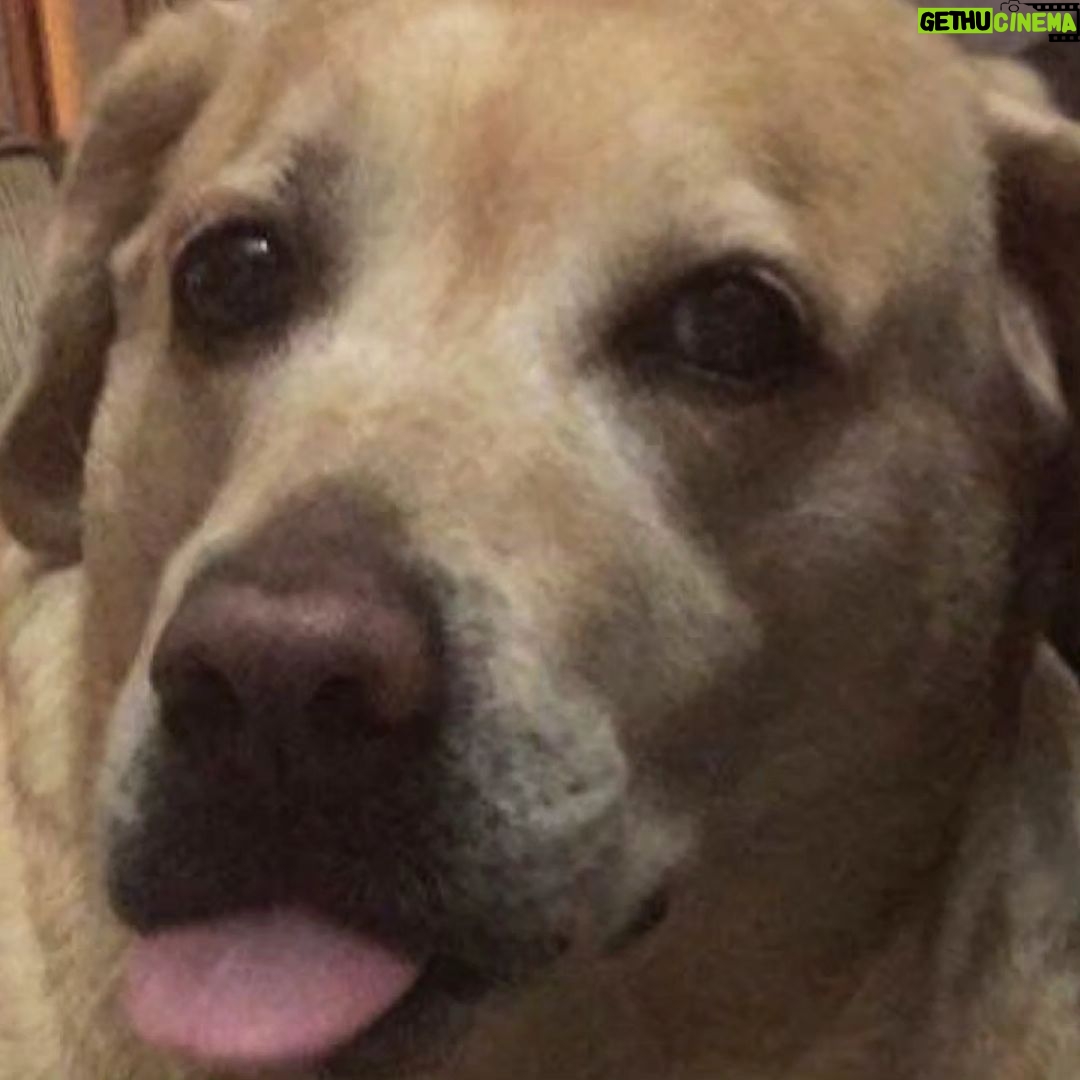 Alice Kaushik Instagram - Rest in peace sweet angel . Wherever you are, I will always be with you in a way that transcends physical form. Thank you for coming into my life 12 years ago and teaching me how to truly love and be loved. You are and will forever be my goodest girl. My first child. My first love. knowing how you had been fighting your condition these past few months was hard, seeing you in your last days was harder but letting you go yesterday broke something inside. There is a hole in my heart and I don't know what to do with it. Nothing can come close to the feeling of your child being taken away from you. Nothing. You stopped breathing in my arms and it was so painful , I will never be the same and never be complete with my first child gone. A child I grew up with. Nothing and nobody will ever come close to what you were and are to me. Such an elevated soul. I have never in my life seen a doggo as thoughtful as wise and and kind as you. I don't think I will ever stop grieving the loss of you. I will patiently wait to be reunited with you. Rest my little girl. 💕 The one who taught me animal love in real sense. My fish, My cow, My chick forever. I love you always and forever. I love you the most. Heaven awaits you. 🌈 🐕 👧 One last time : You are my sunshine, my only sunshine You make me happy when skies are gray You'll never know dear How much I love you Please don't take My Sunshine away.
