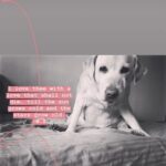Alice Kaushik Instagram - Rest in peace sweet angel . Wherever you are, I will always be with you in a way that transcends physical form. Thank you for coming into my life 12 years ago and teaching me how to truly love and be loved. You are and will forever be my goodest girl. My first child. My first love. knowing how you had been fighting your condition these past few months was hard, seeing you in your last days was harder but letting you go yesterday broke something inside. There is a hole in my heart and I don't know what to do with it. Nothing can come close to the feeling of your child being taken away from you. Nothing. You stopped breathing in my arms and it was so painful , I will never be the same and never be complete with my first child gone. A child I grew up with. Nothing and nobody will ever come close to what you were and are to me. Such an elevated soul. I have never in my life seen a doggo as thoughtful as wise and and kind as you. I don't think I will ever stop grieving the loss of you. I will patiently wait to be reunited with you. Rest my little girl. 💕 The one who taught me animal love in real sense. My fish, My cow, My chick forever. I love you always and forever. I love you the most. Heaven awaits you. 🌈 🐕 👧 One last time : You are my sunshine, my only sunshine You make me happy when skies are gray You'll never know dear How much I love you Please don't take My Sunshine away.