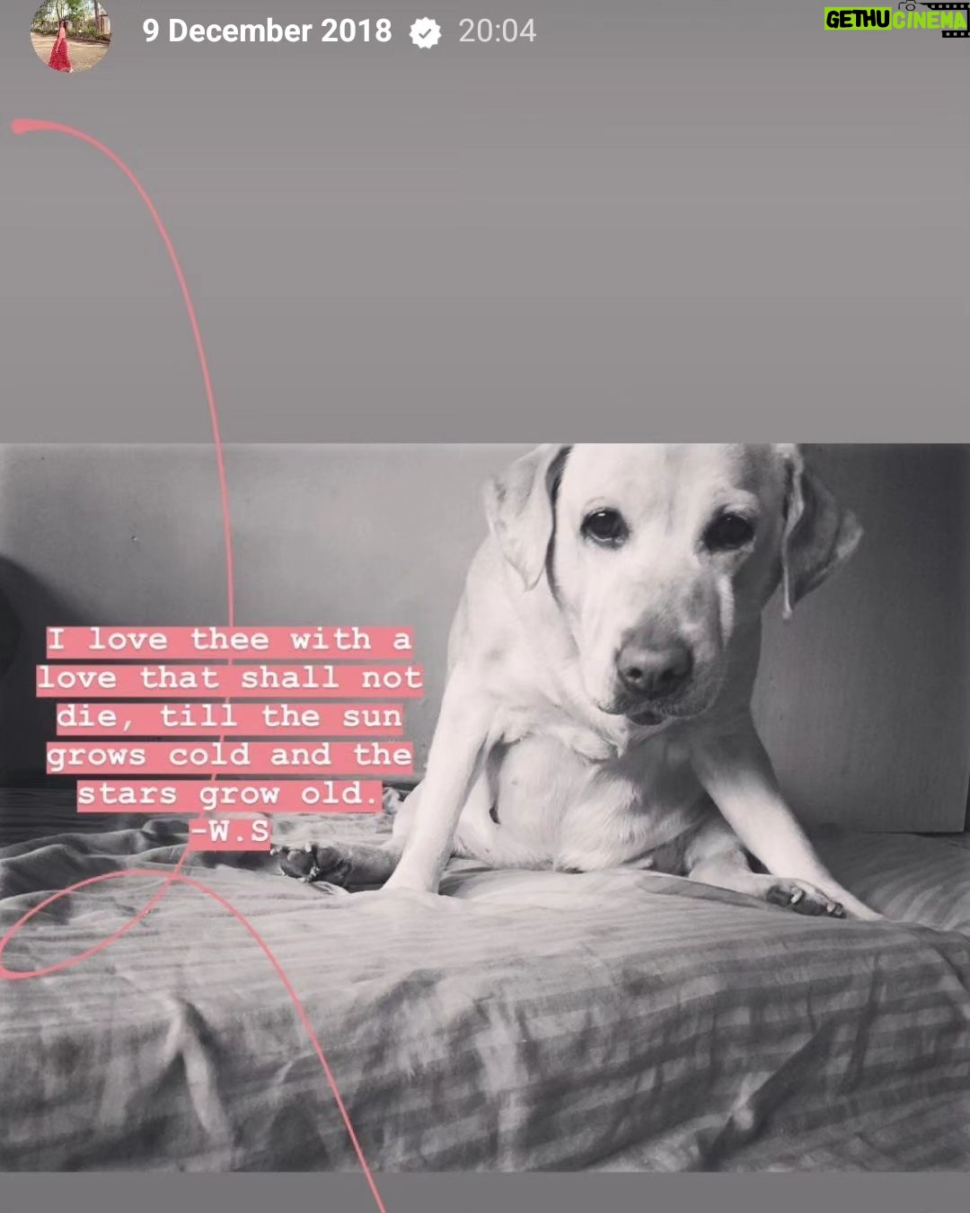 Alice Kaushik Instagram - Rest in peace sweet angel . Wherever you are, I will always be with you in a way that transcends physical form. Thank you for coming into my life 12 years ago and teaching me how to truly love and be loved. You are and will forever be my goodest girl. My first child. My first love. knowing how you had been fighting your condition these past few months was hard, seeing you in your last days was harder but letting you go yesterday broke something inside. There is a hole in my heart and I don't know what to do with it. Nothing can come close to the feeling of your child being taken away from you. Nothing. You stopped breathing in my arms and it was so painful , I will never be the same and never be complete with my first child gone. A child I grew up with. Nothing and nobody will ever come close to what you were and are to me. Such an elevated soul. I have never in my life seen a doggo as thoughtful as wise and and kind as you. I don't think I will ever stop grieving the loss of you. I will patiently wait to be reunited with you. Rest my little girl. 💕 The one who taught me animal love in real sense. My fish, My cow, My chick forever. I love you always and forever. I love you the most. Heaven awaits you. 🌈 🐕 👧 One last time : You are my sunshine, my only sunshine You make me happy when skies are gray You'll never know dear How much I love you Please don't take My Sunshine away.