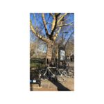 Alice Levine Instagram - UPDATE: We just found both our bikes on gumtree and mine is sold but one is still there. If you bought a cream bike today in Whitechapel please DM me! Will buy it from you and shower you in love and affection. Weird Marley & Me style montage to say goodbye and thanks to the best bike in the world. Can’t believe someone stole it, even though it was inside my building. @jameskennedycb you made me such a lovely one which I just remembered I bought for myself as a birthday present (maybe about 6 years ago?!). It’s done me proud. I needed it to get to work so anyone who knows of any nice bike companies (preferably East or Central so I can walk there...violins) who are still operating and selling bikes please let me know. 💓 🚲 🚲 🚲