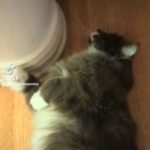 Alison Haislip Instagram - *SOUND ON* When Mama comes home a little tipsy from a wine tasting... I posted this on TT a few weeks ago, but it just makes me laugh so damn hard, I had to post it here. Enjoy. #GandalftheWhite #winetasting #kittycatface