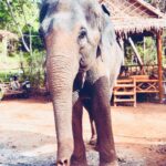 Alizée Williot Instagram - Mon plus beau souvenir de Thaïlande ❤️ Elephant Jungle Sanctuary Phuket