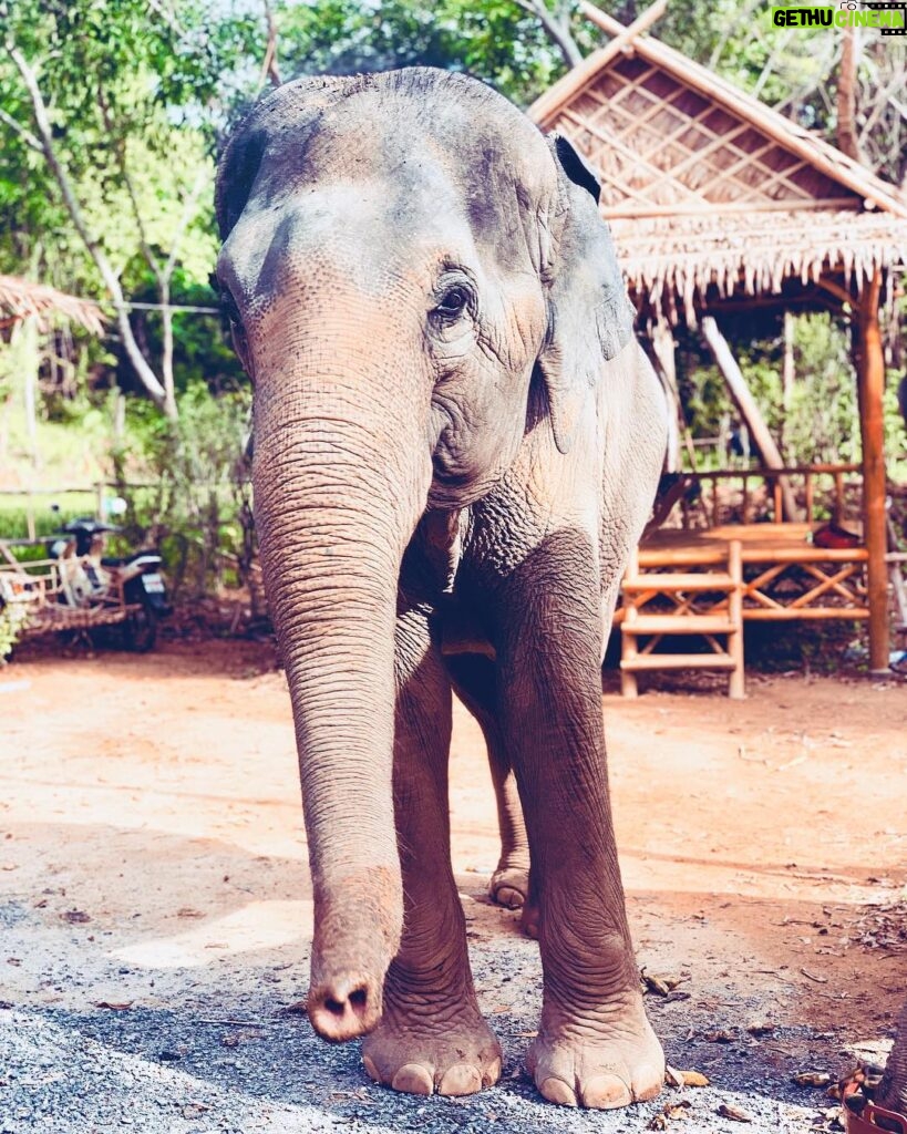 Alizée Williot Instagram - Mon plus beau souvenir de Thaïlande ❤️ Elephant Jungle Sanctuary Phuket