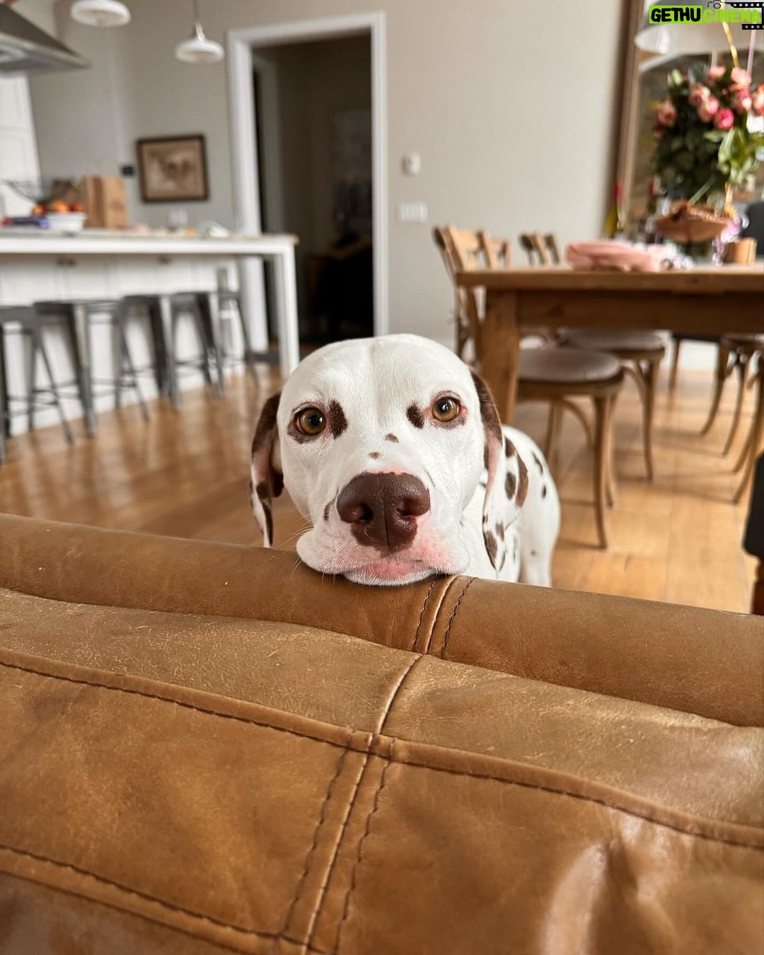 Amanda Cerny Instagram - This vacation is one for the books! Thank you @airbnb 🏠❄️ The home was somehow even better than the photos!! Felt like I packed up and moved to snowy Colorado, my pups were pleasantly confused😂😍🥰 #Breckenridge #Colorado WHERE TO NEXT?! 🤔 Breckenridge, Colorado