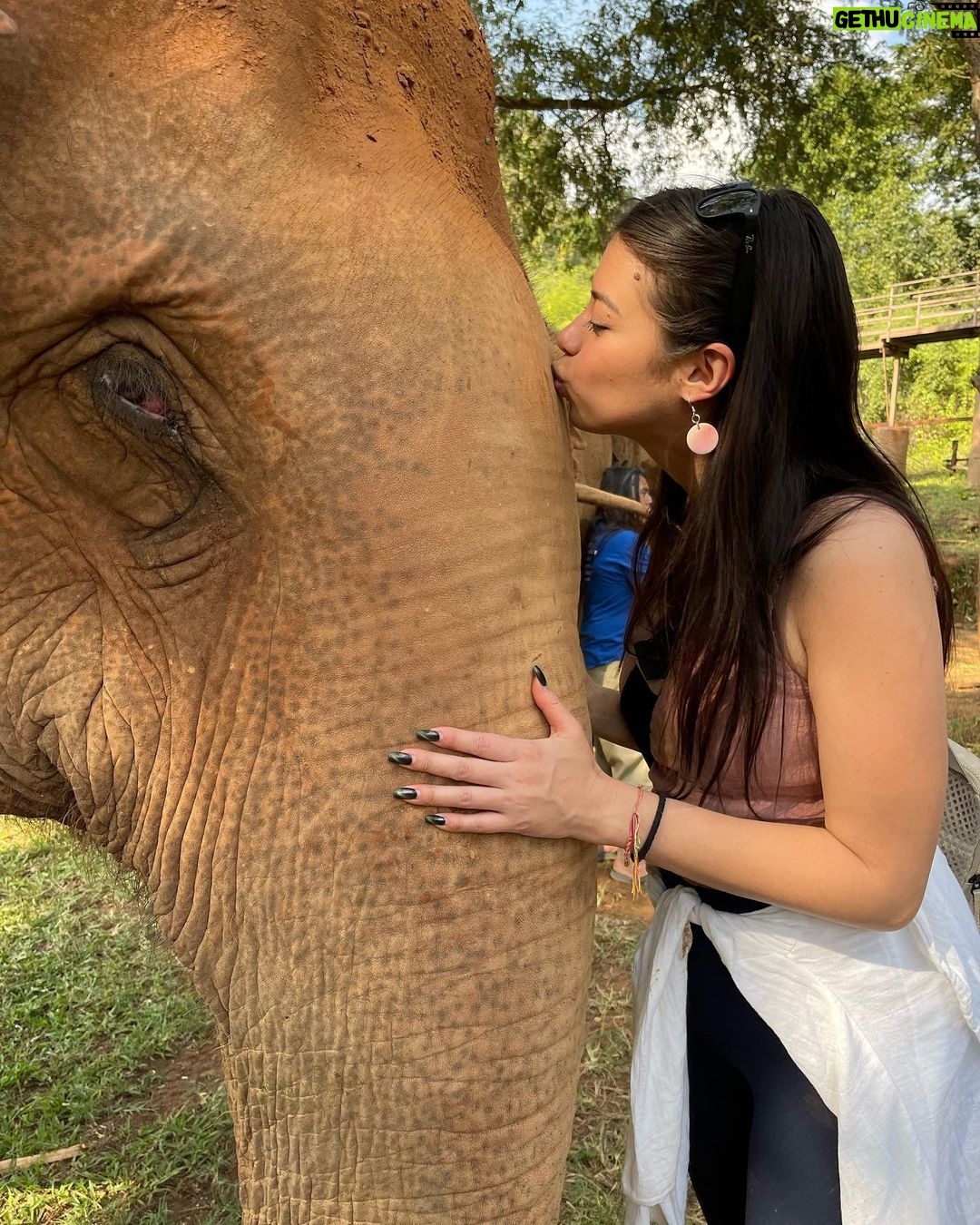 Amber Midthunder Instagram - Last month I got to visit @elephantnaturepark with my family and I truly cannot express how grateful I am to have been welcomed in by @lek_chailert and everyone there and to see all the amazing things being done by this place and these people to protect these beautiful beings π€β¨ Elephant Nature Park