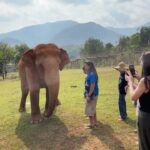 Amber Midthunder Instagram – Last month I got to visit @elephantnaturepark with my family and I truly cannot express how grateful I am to have been welcomed in by @lek_chailert and everyone there and to see all the amazing things being done by this place and these people to protect these beautiful beings 🤎✨ Elephant Nature Park