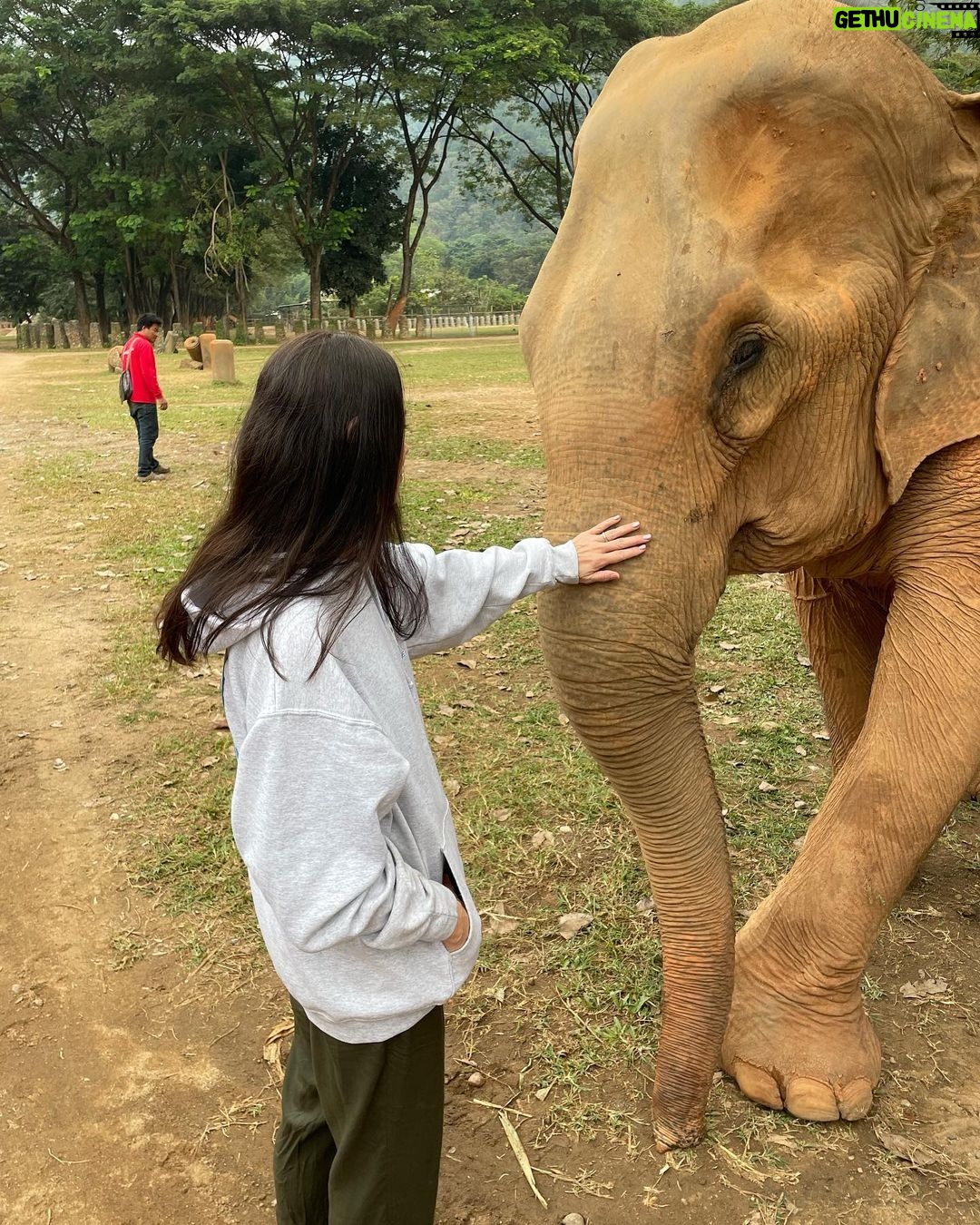 Amber Midthunder Instagram - Last month I got to visit @elephantnaturepark with my family and I truly cannot express how grateful I am to have been welcomed in by @lek_chailert and everyone there and to see all the amazing things being done by this place and these people to protect these beautiful beings π€β¨ Elephant Nature Park
