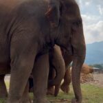Amber Midthunder Instagram – Last month I got to visit @elephantnaturepark with my family and I truly cannot express how grateful I am to have been welcomed in by @lek_chailert and everyone there and to see all the amazing things being done by this place and these people to protect these beautiful beings 🤎✨ Elephant Nature Park