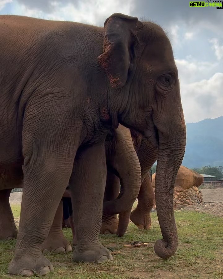 Amber Midthunder Instagram - Last month I got to visit @elephantnaturepark with my family and I truly cannot express how grateful I am to have been welcomed in by @lek_chailert and everyone there and to see all the amazing things being done by this place and these people to protect these beautiful beings π€β¨ Elephant Nature Park