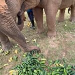 Amber Midthunder Instagram – Last month I got to visit @elephantnaturepark with my family and I truly cannot express how grateful I am to have been welcomed in by @lek_chailert and everyone there and to see all the amazing things being done by this place and these people to protect these beautiful beings 🤎✨ Elephant Nature Park
