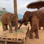 Amber Midthunder Instagram – Last month I got to visit @elephantnaturepark with my family and I truly cannot express how grateful I am to have been welcomed in by @lek_chailert and everyone there and to see all the amazing things being done by this place and these people to protect these beautiful beings 🤎✨ Elephant Nature Park