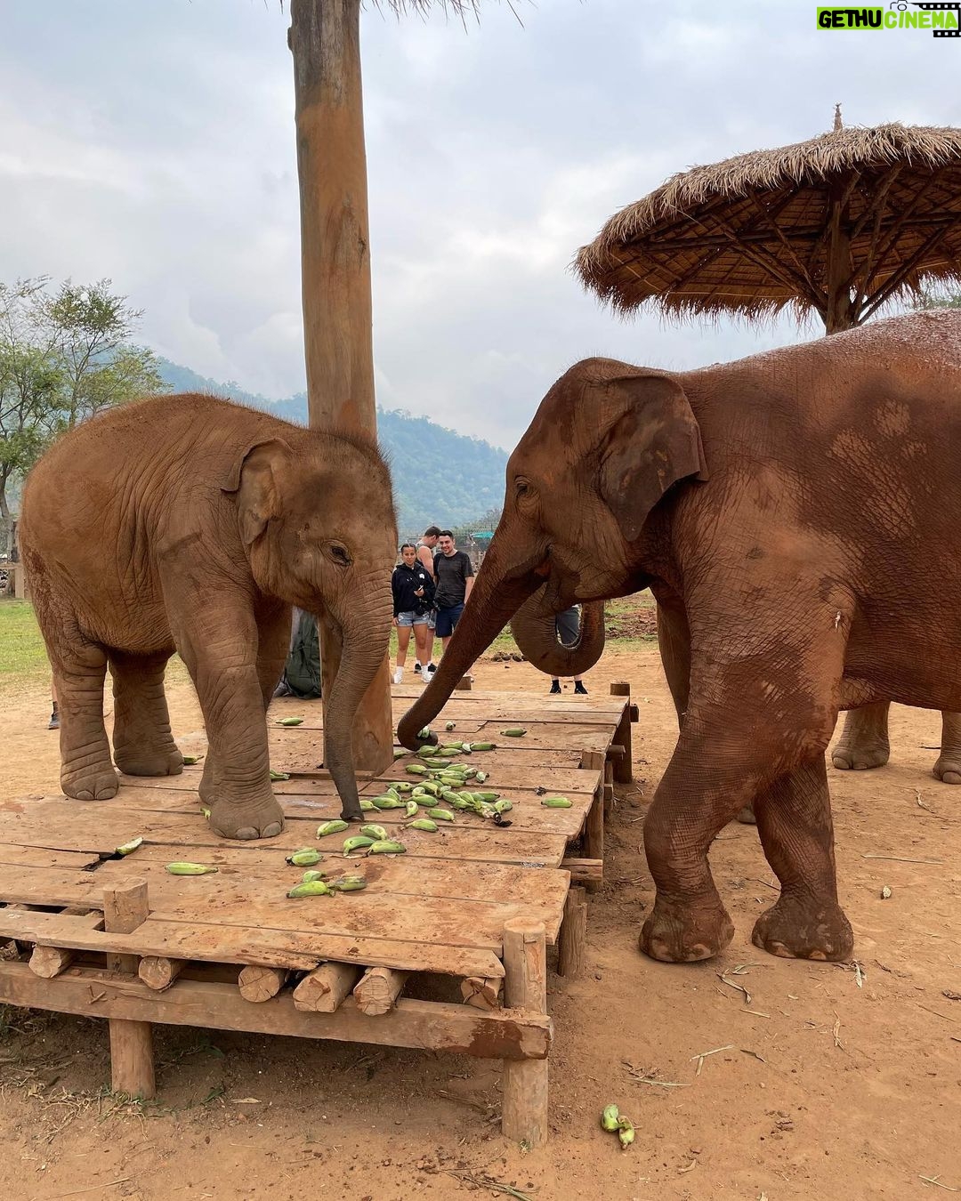 Amber Midthunder Instagram - Last month I got to visit @elephantnaturepark with my family and I truly cannot express how grateful I am to have been welcomed in by @lek_chailert and everyone there and to see all the amazing things being done by this place and these people to protect these beautiful beings π€β¨ Elephant Nature Park