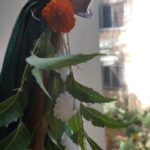 Ambika Ranjankar Instagram - शालिवाहन संवत्सराचा हा पहिला दिवस आहे. वेदांग ज्योतिष या ग्रंथात सांगितलेल्या साडेतीन मुहूर्तांपैकी हा एक मुहूर्त आहे. या दिवशी नवीन वस्तू खरेदी, व्यवसाय प्रारंभ, नव उपक्रमांचा प्रारंभ, सुवर्ण खरेदी इत्यादी गोष्टी केल्या जातात. दारी उभारलेली गुढी हे विजय आणि समृद्धीचे प्रतीक आहे असे मानले जाते. या दिवशी महाराष्ट्रात लोक घराच्या प्रवेशद्वारी उंचावर गुढी उभारतात.उंच बांबूच्या काडीला कडूनिंबाची डहाळी ,काढीच्या वरच्या टोकाला रेशमी वस्त्र अथवा साडी गुंडाळतात, फुलांचा हार आणि साखरेची गाढी बांधून त्यावर तांब्या /धातूचे भांडे बसवले जाते, गुढीचा बांबू पाटावर उभा केला जातो, तयार केलेली गुढी दारात ,उंच गच्चीवर लावतात.गुढीला गंध ,फुले ,अक्षता वाहतात व निरांजन लावून उदबत्ती दाखवतात. दुपारी गोडाचा नैवेद्य दाखवून संध्याकाळी पुन्हा हळद-कुंकू फुले वाहून गुढी उतरवली जाते. यादिवशी आनंद साजरा करीत आप्तेष्टांना नववर्षाच्या शुभेच्छा, गुढीपाडव्याच्या हार्दिक शुभेच्छा दिल्या जातात... तर तुम्हा सर्व प्रियजनांना गुढी पाडव्याच्या हार्दिक शुभेच्छा सभी को गुढी पाडवा की हार्दिक शुभकामनाएं Happy GudiPadwa to all my Lovely followers 🙏💕🌺🪅 #gudipadwa #mumbai #gudipadwaspecial #ugadi #festival #maharashtra #marathi #maharashtrian #newyear #happygudipadwa #photography #reelsinstagram #Instafam #imstagram #ambikaranjankar #reelswithhasmukhi #indianfestival #marathitradition #chaitra #navratri