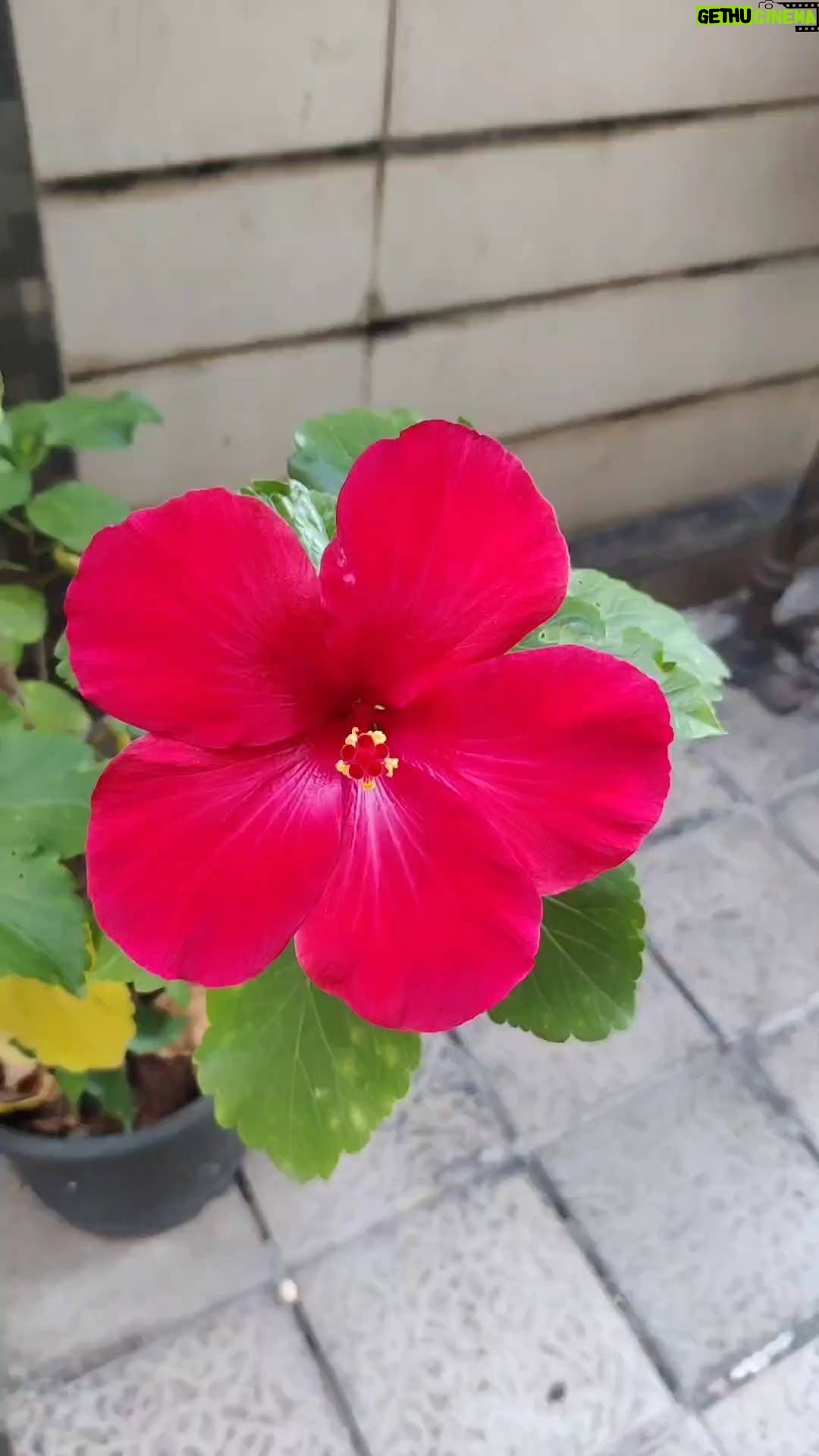 Ambika Ranjankar Instagram - Hope your week is full of happiness and joy, Wishing everyone for the reasons and opportunities for the same... #nature #naturelovers #flowers #hibiscus #inspiration #happy #midweek #wednesday #healing #power #miraculous #allowance #photobooth #post #instagram #creator #creators