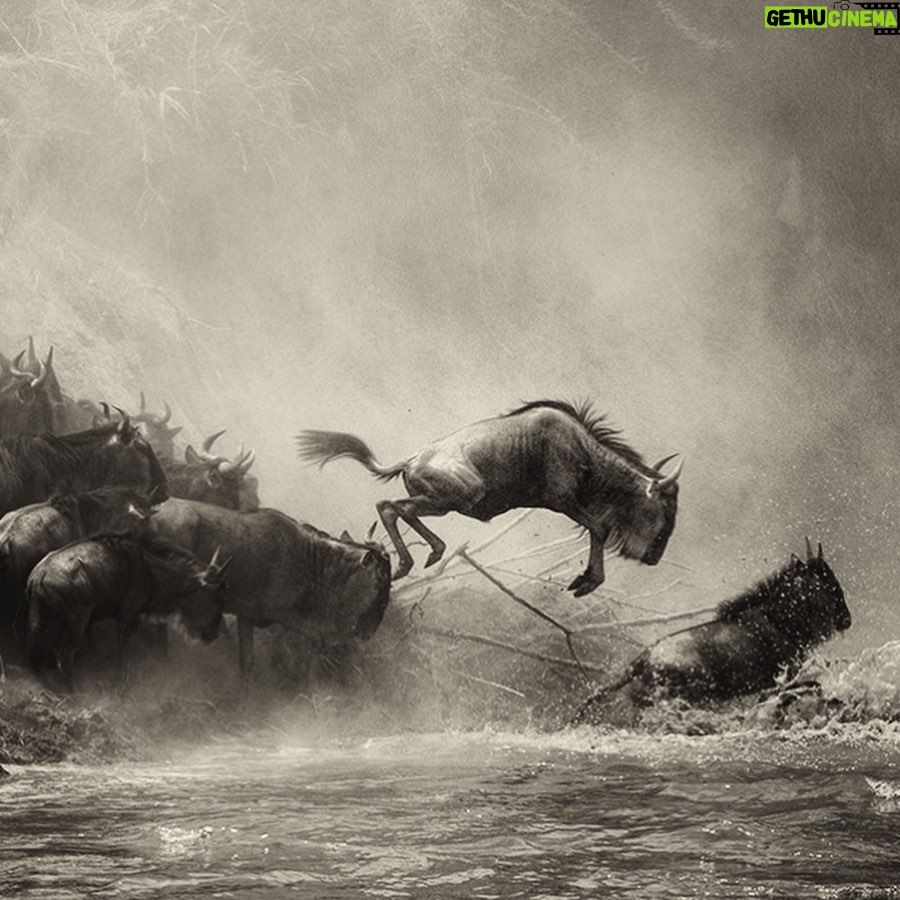 Amoghavarsha - 3.4K Likes - When I miss a world. I get back to my images :)
.
.
.
.
.
#africa #africanamazing #africananimals #africanbeauty #africandance #africansafari #africanwildlife #best #ig #instaafrica #kenya #masaimara #migration #monochrome #natgeo #naturelovers #safari #wildebeest #wildlifeonearth #wildlifephotographer #wildlifeplanet
