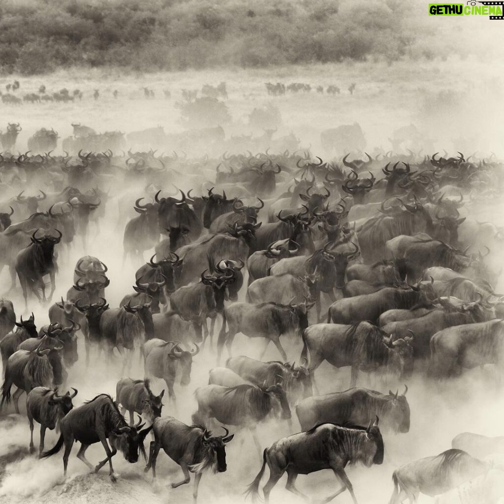 Amoghavarsha Instagram - ⁣When I miss a world. I get back to my images :) .⁣ .⁣ .⁣ .⁣ .⁣ #africa #africanamazing #africananimals #africanbeauty #africandance #africansafari #africanwildlife #best #ig #instaafrica #kenya #masaimara #migration #monochrome #natgeo #naturelovers #safari #wildebeest #wildlifeonearth #wildlifephotographer #wildlifeplanet Masai Mara National Reserve