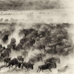 Amoghavarsha Instagram - ⁣When I miss a world. I get back to my images :) .⁣ .⁣ .⁣ .⁣ .⁣ #africa #africanamazing #africananimals #africanbeauty #africandance #africansafari #africanwildlife #best #ig #instaafrica #kenya #masaimara #migration #monochrome #natgeo #naturelovers #safari #wildebeest #wildlifeonearth #wildlifephotographer #wildlifeplanet Masai Mara National Reserve
