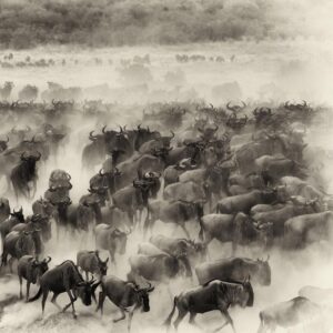 Amoghavarsha Instagram - ⁣When I miss a world. I get back to my images :) 
.⁣
.⁣
.⁣
.⁣
.⁣
#africa #africanamazing #africananimals #africanbeauty #africandance #africansafari #africanwildlife #best #ig #instaafrica #kenya #masaimara #migration #monochrome #natgeo #naturelovers #safari #wildebeest #wildlifeonearth #wildlifephotographer #wildlifeplanet