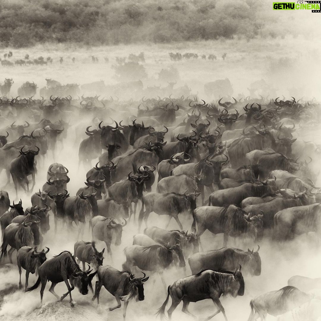 Amoghavarsha - 3.4K Likes - When I miss a world. I get back to my images :)
.
.
.
.
.
#africa #africanamazing #africananimals #africanbeauty #africandance #africansafari #africanwildlife #best #ig #instaafrica #kenya #masaimara #migration #monochrome #natgeo #naturelovers #safari #wildebeest #wildlifeonearth #wildlifephotographer #wildlifeplanet