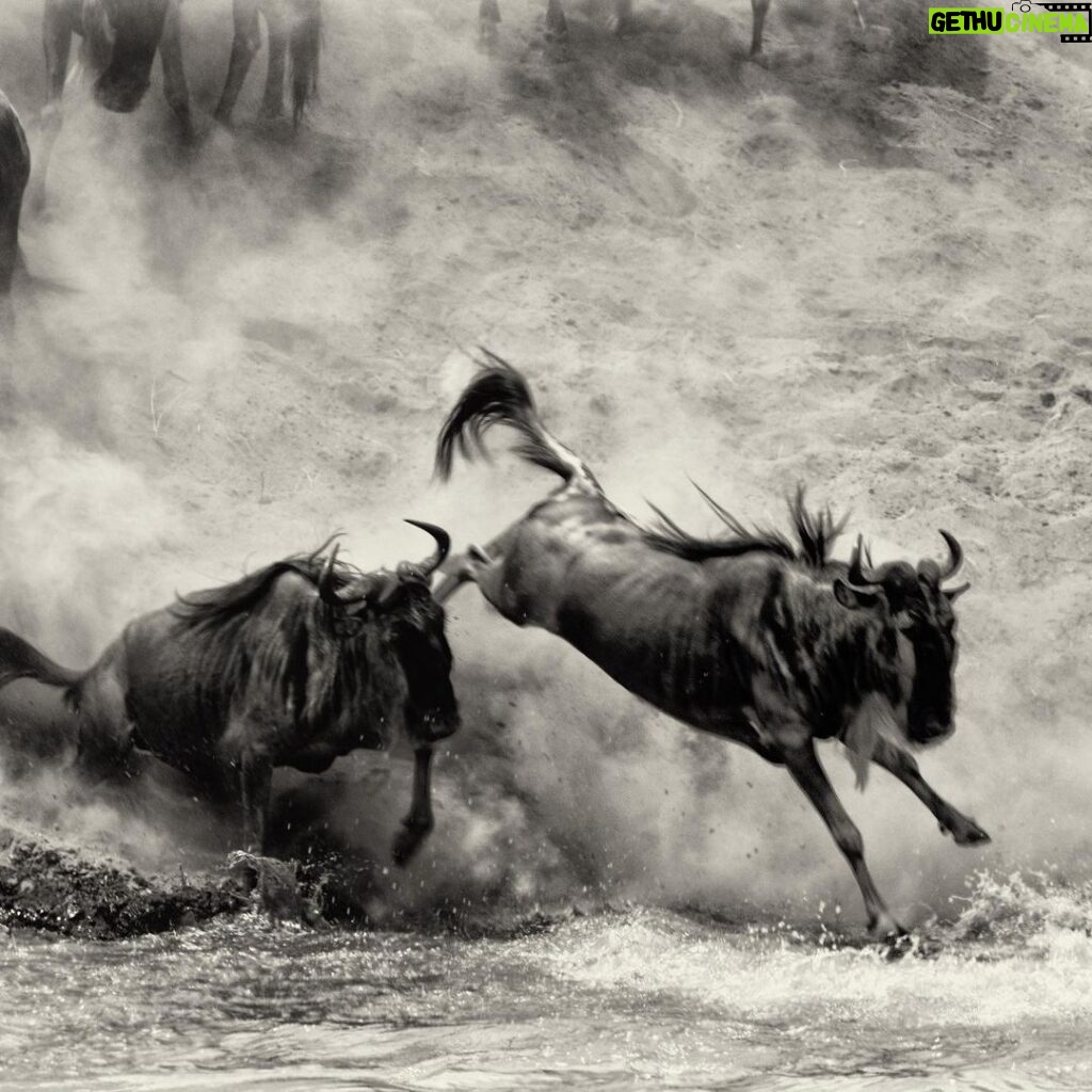 Amoghavarsha Instagram - ⁣When I miss a world. I get back to my images :) .⁣ .⁣ .⁣ .⁣ .⁣ #africa #africanamazing #africananimals #africanbeauty #africandance #africansafari #africanwildlife #best #ig #instaafrica #kenya #masaimara #migration #monochrome #natgeo #naturelovers #safari #wildebeest #wildlifeonearth #wildlifephotographer #wildlifeplanet Masai Mara National Reserve