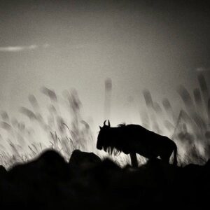 Amoghavarsha Instagram - ⁣When I miss a world. I get back to my images :) 
.⁣
.⁣
.⁣
.⁣
.⁣
#africa #africanamazing #africananimals #africanbeauty #africandance #africansafari #africanwildlife #best #ig #instaafrica #kenya #masaimara #migration #monochrome #natgeo #naturelovers #safari #wildebeest #wildlifeonearth #wildlifephotographer #wildlifeplanet