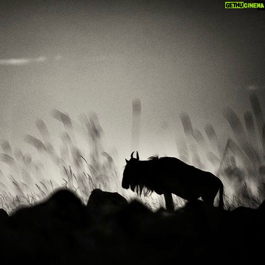 Amoghavarsha - 3.4K Likes - When I miss a world. I get back to my images :)
.
.
.
.
.
#africa #africanamazing #africananimals #africanbeauty #africandance #africansafari #africanwildlife #best #ig #instaafrica #kenya #masaimara #migration #monochrome #natgeo #naturelovers #safari #wildebeest #wildlifeonearth #wildlifephotographer #wildlifeplanet
