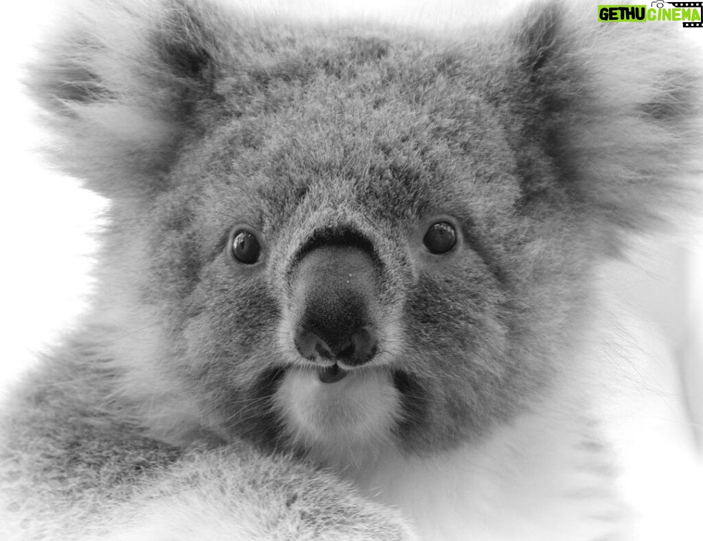 Amoghavarsha Instagram - Sometimes you just want be a koala and sleep 18 hours a day. That’s the perk of having no natural predators. . . . . . . . . . #koala #earthpix #wildlife #australia #cuteanimals #monochrome #animalportrait