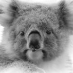 Amoghavarsha Instagram - Sometimes you just want be a koala and sleep 18 hours a day. That’s the perk of having no natural predators. . . . . . . . . . #koala #earthpix #wildlife #australia #cuteanimals #monochrome #animalportrait