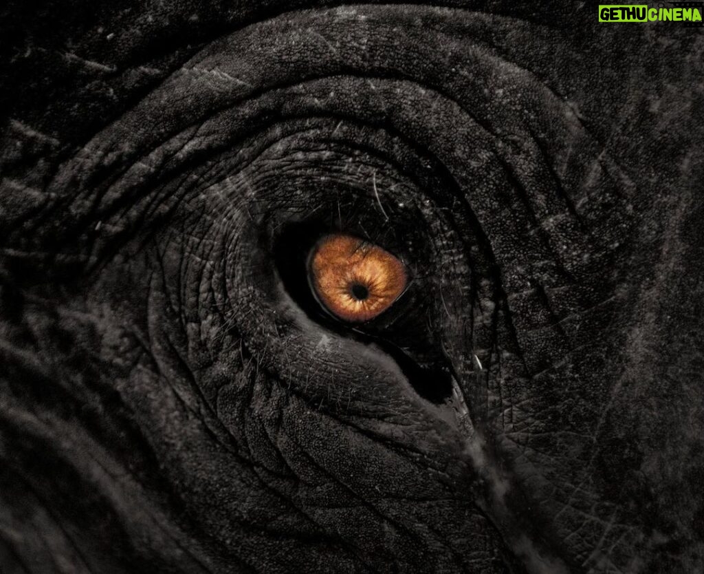 Amoghavarsha Instagram - Throwback to the past. One of my oldest photographs of an elephant. I’ve always felt elephants can emote a lot through their eyes. . . . . #worldelephantday #elephants #earthpix #wildlife #eyes #nature #animals