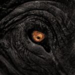 Amoghavarsha Instagram - Throwback to the past. One of my oldest photographs of an elephant. I’ve always felt elephants can emote a lot through their eyes. . . . . #worldelephantday #elephants #earthpix #wildlife #eyes #nature #animals