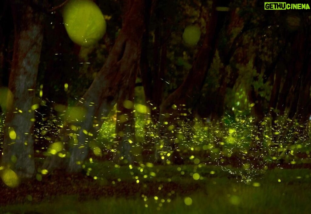 Amoghavarsha Instagram - Each year before monsoons thousands of fireflies are seen for about two weeks at IISC. This year I’m told the numbers have been a record high, may be due to less traffic and human activity. A little time and nature heals so well :) . . . #fireflies #iiscbangalore #nature #earthpix #bangalore #bengaluru #earth #filming #photography #canon IISc, Bangalore